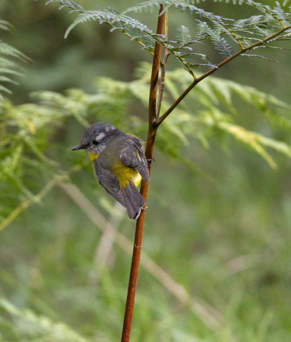 Eastern Yellow Robin - ML620482454