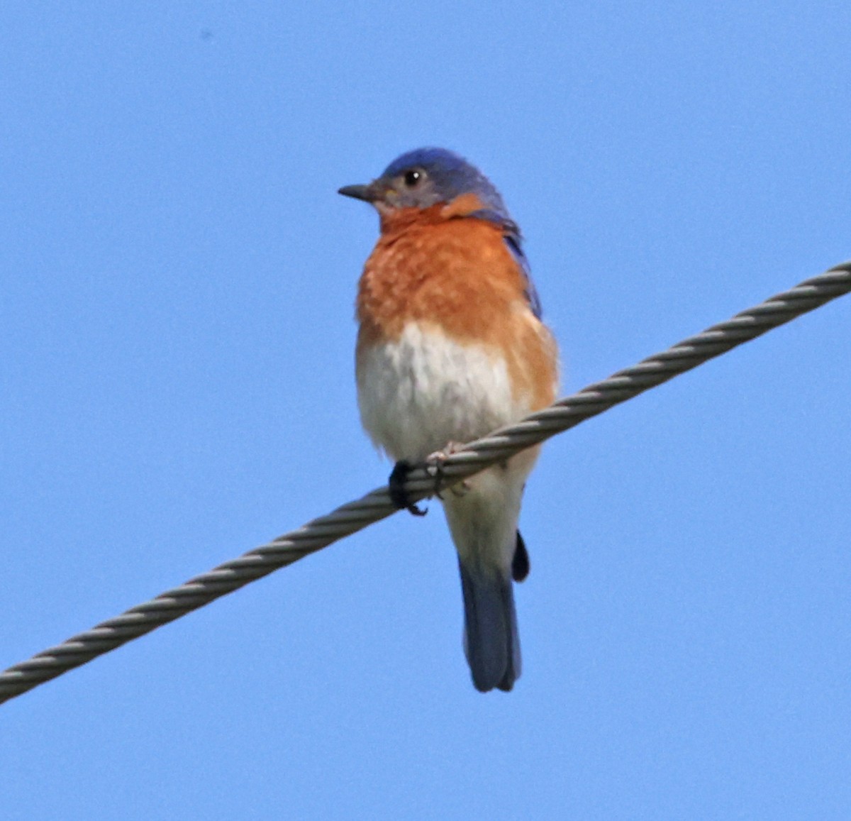 Eastern Bluebird - ML620482457