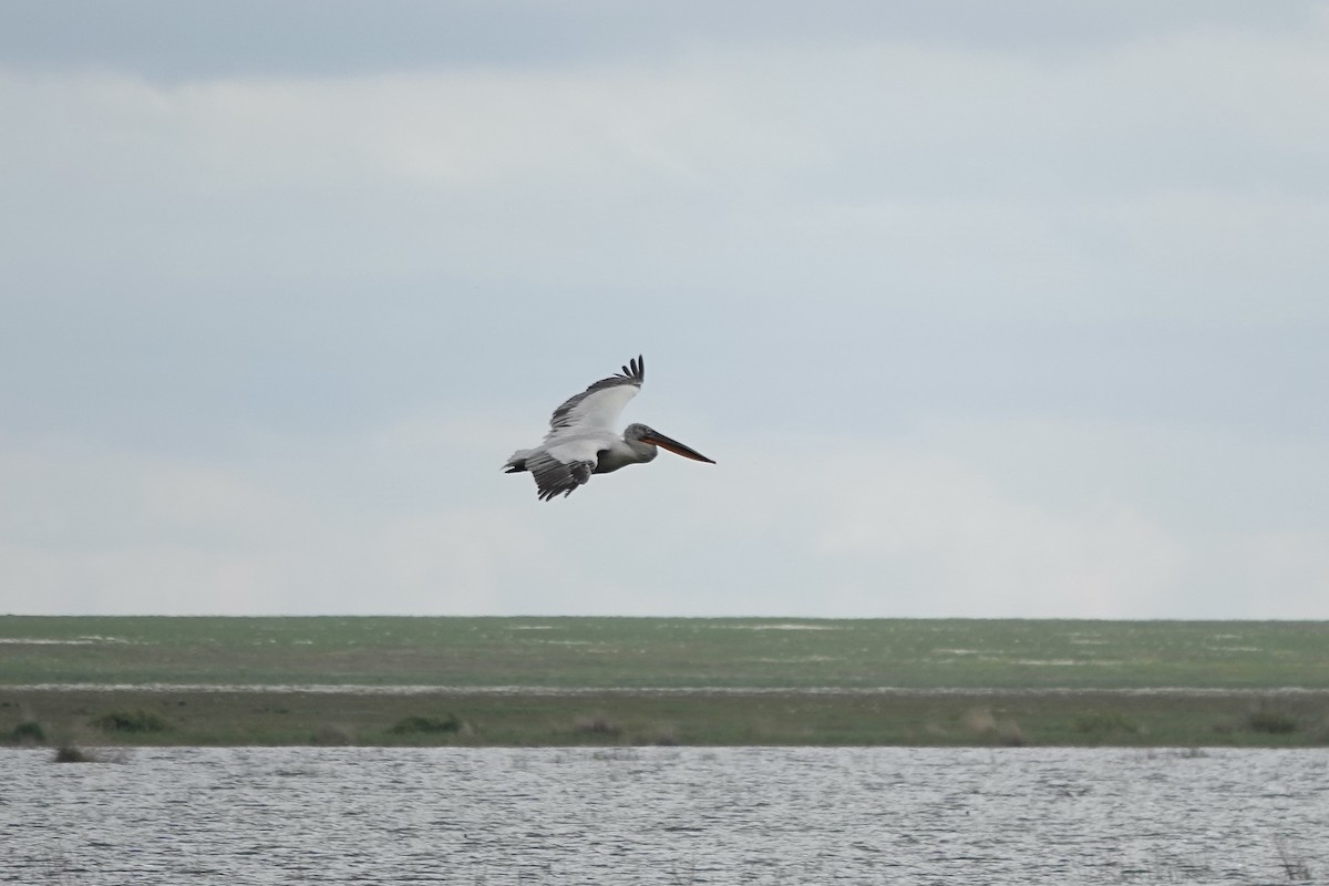 Dalmatian Pelican - ML620482462