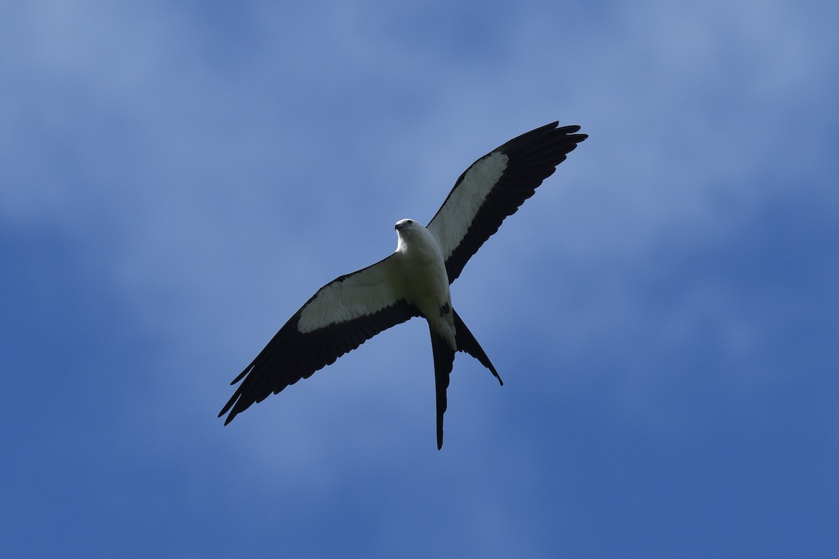 Swallow-tailed Kite - ML620482464