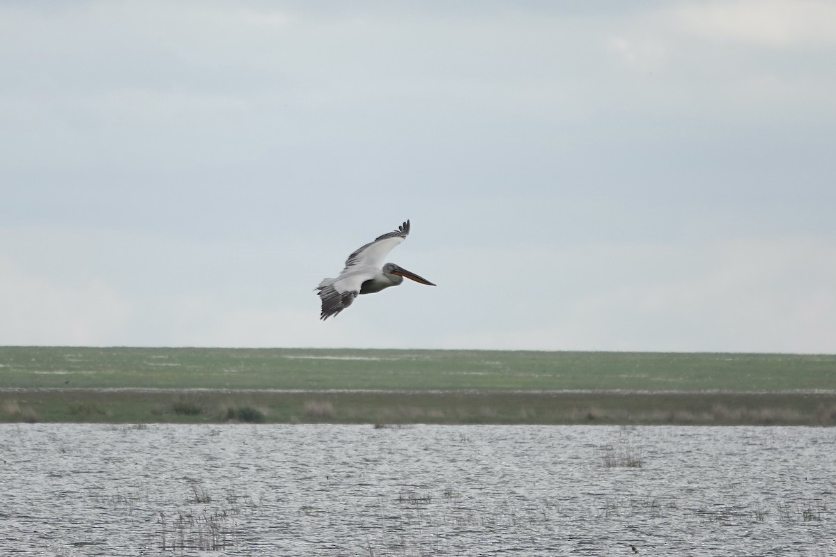 Dalmatian Pelican - ML620482465