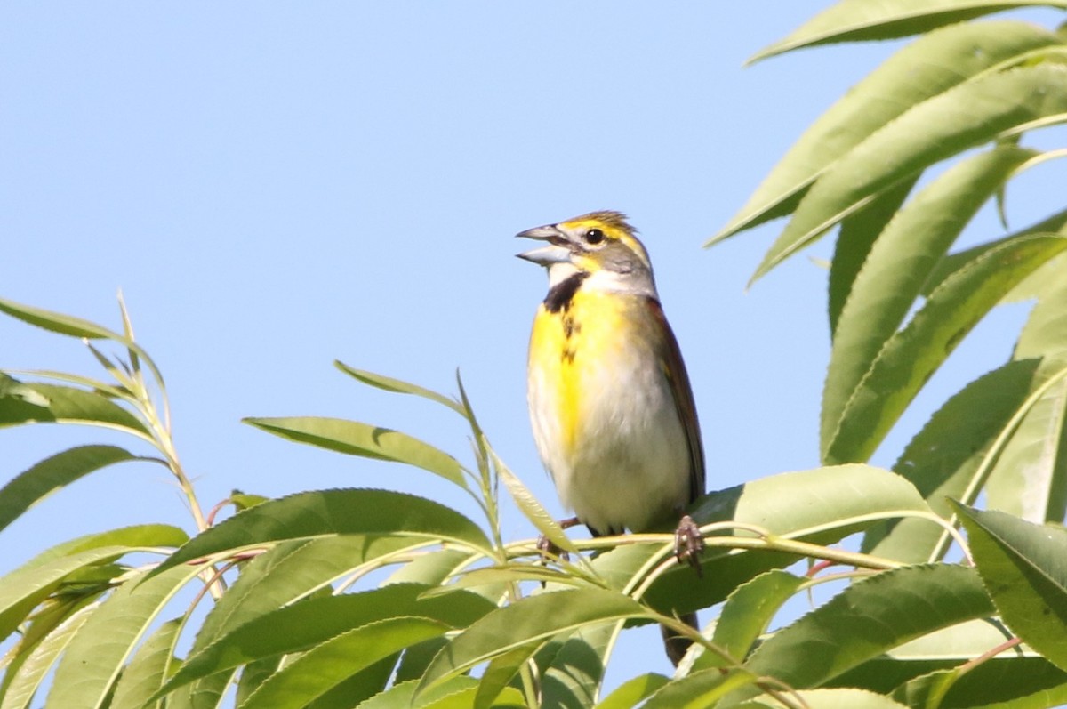 Dickcissel d'Amérique - ML620482466