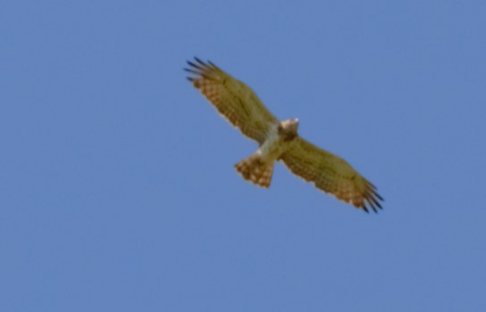 Short-toed Snake-Eagle - ML620482471