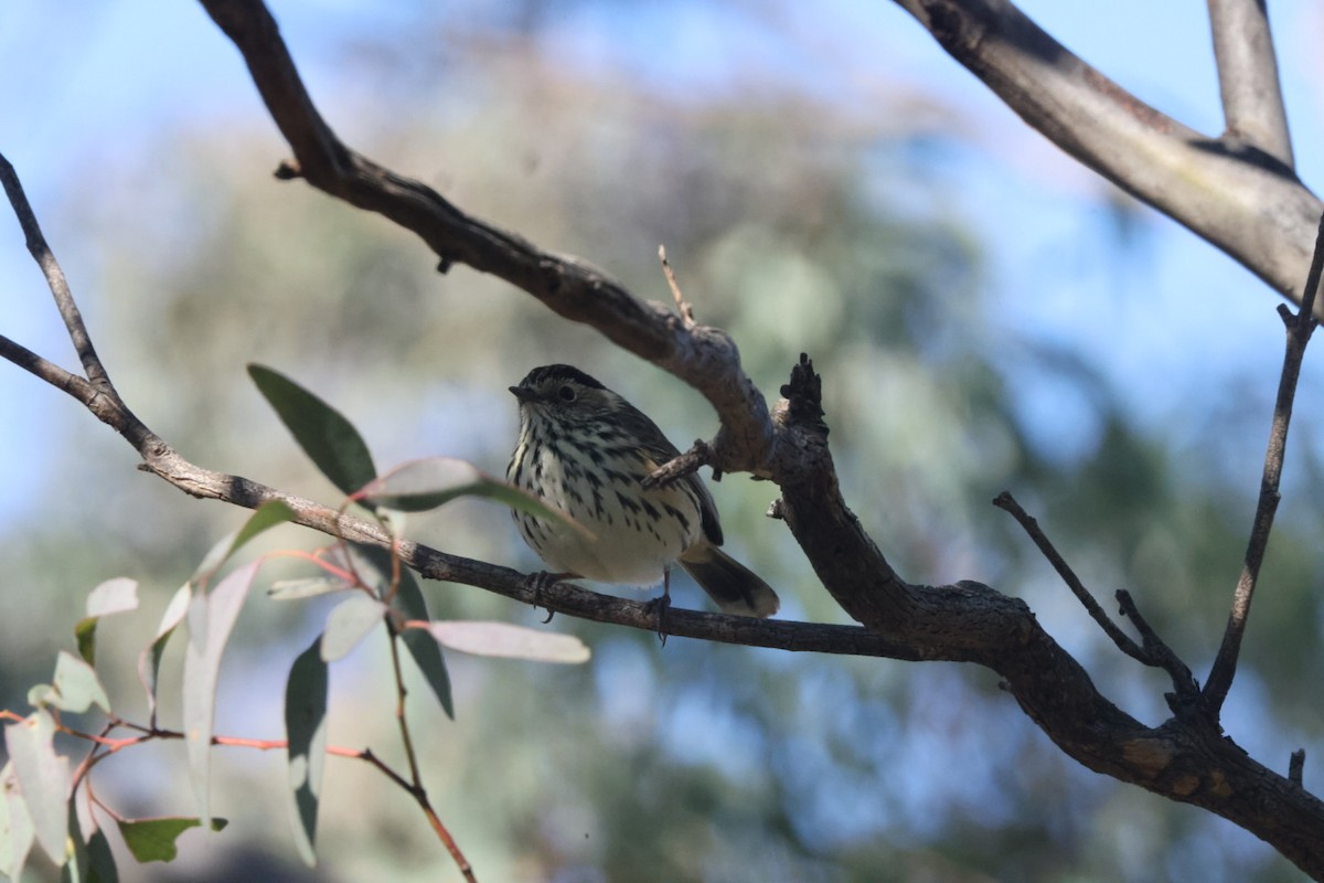 Speckled Warbler - ML620482472