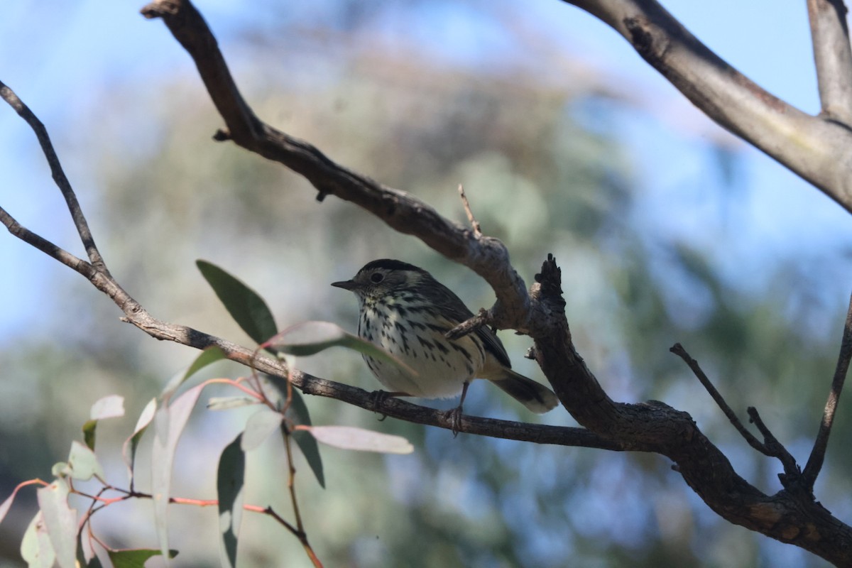 Speckled Warbler - ML620482473