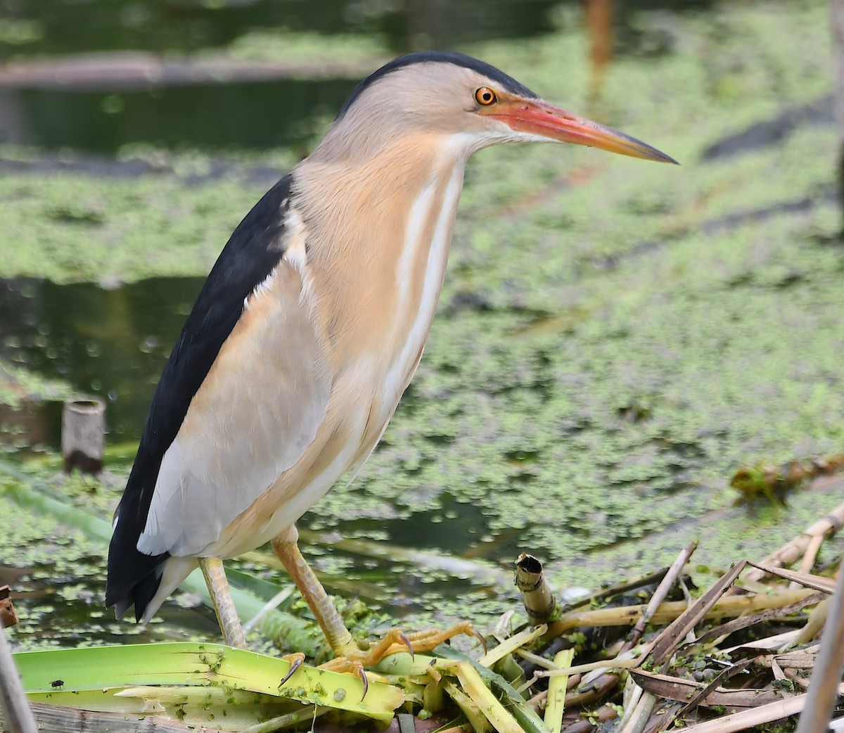 Little Bittern - ML620482479