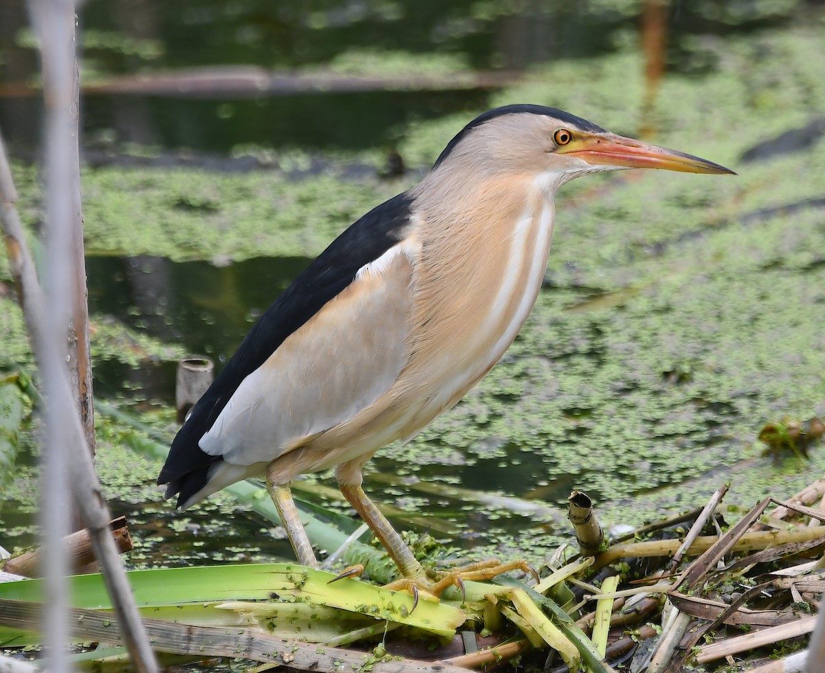 Little Bittern - ML620482482