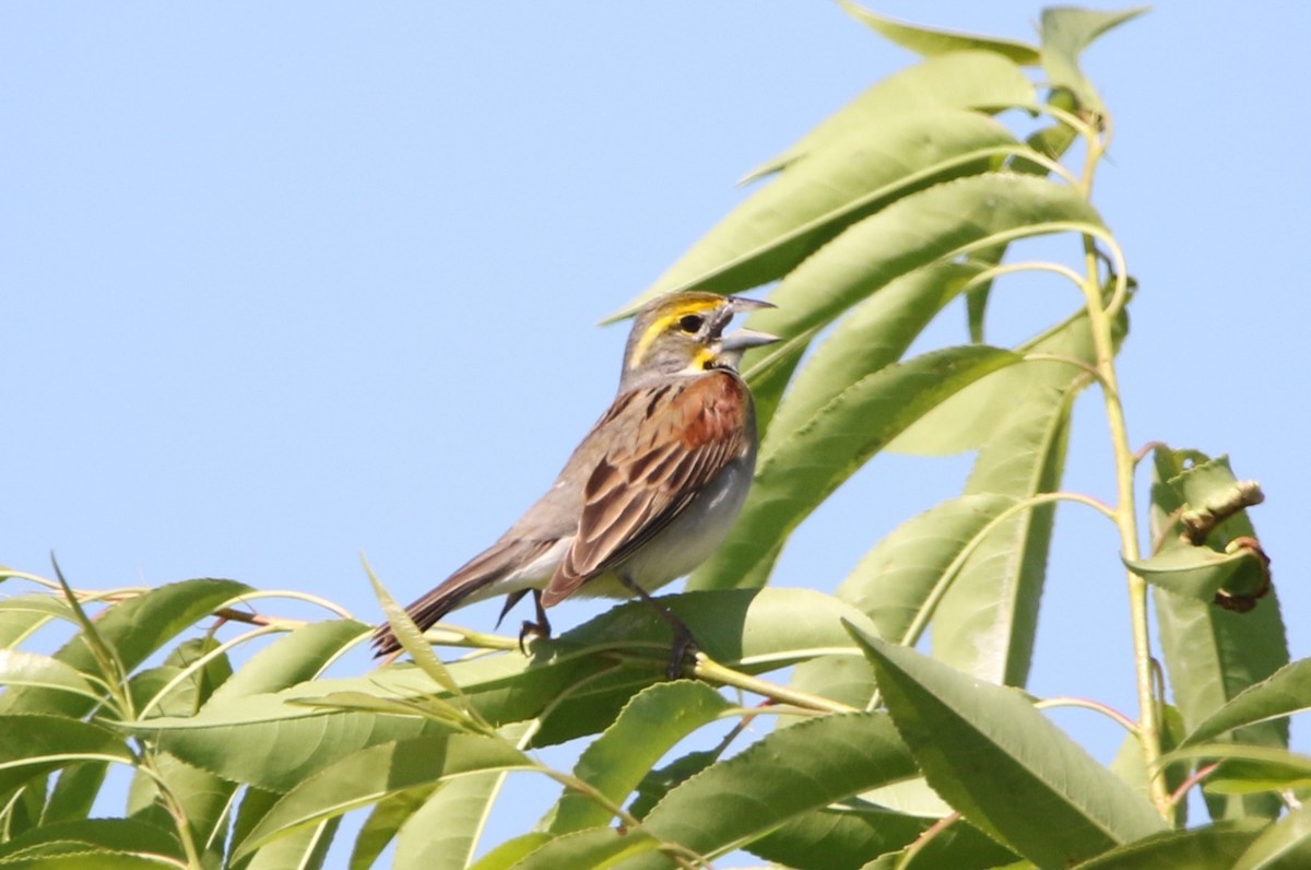 Dickcissel d'Amérique - ML620482484