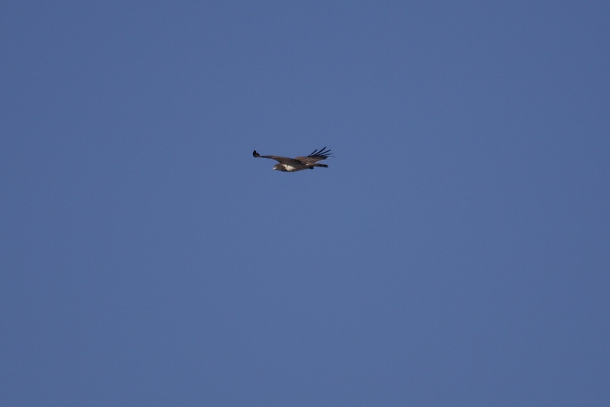 Black-chested Snake-Eagle - Erik Olson