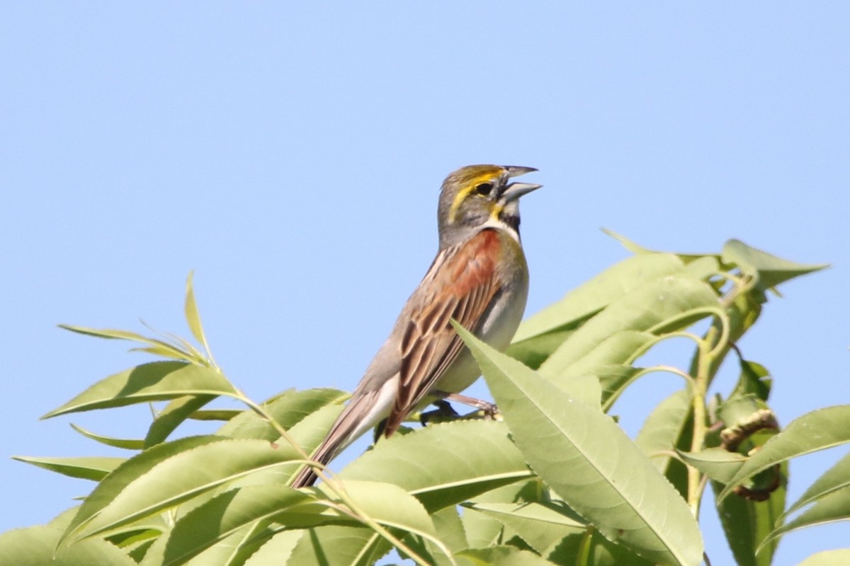 Dickcissel d'Amérique - ML620482494