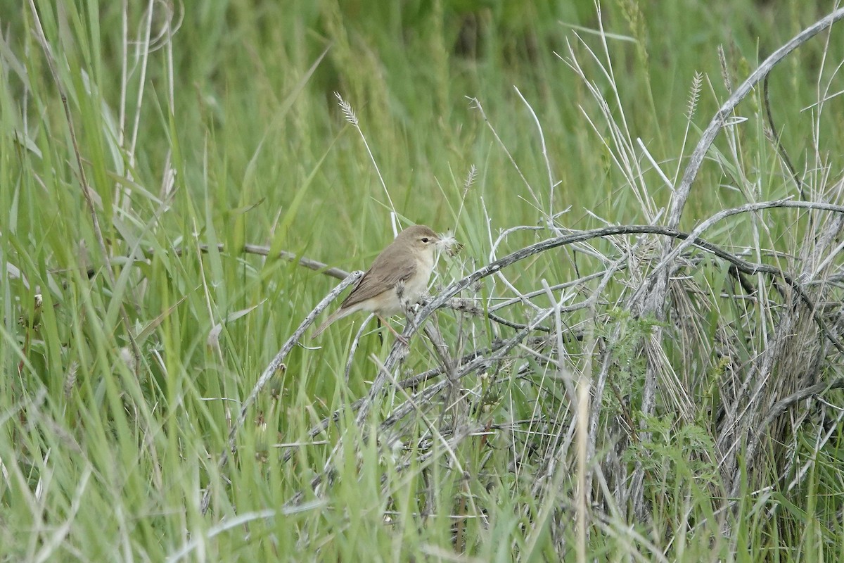 Booted Warbler - ML620482497