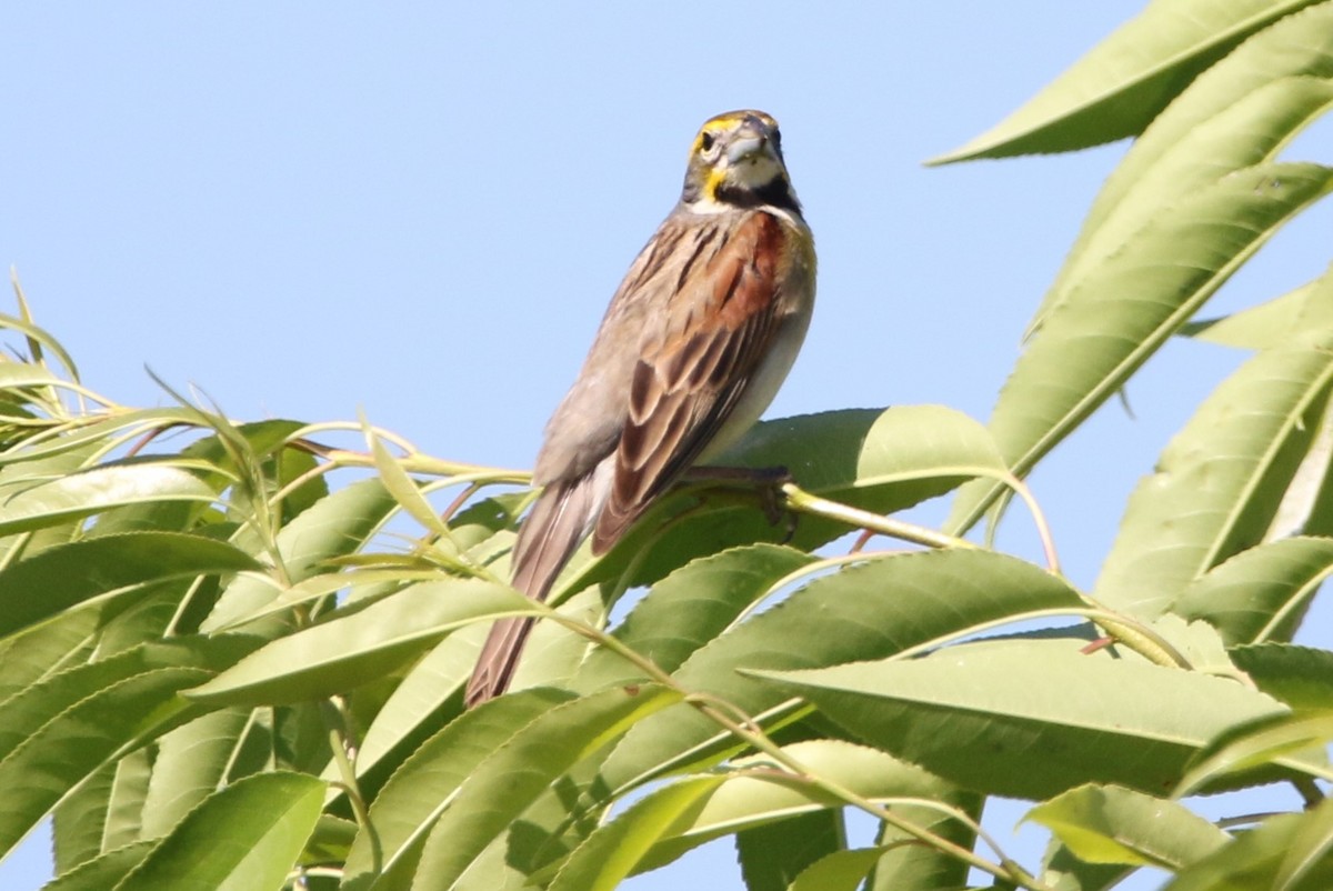 Dickcissel - ML620482498