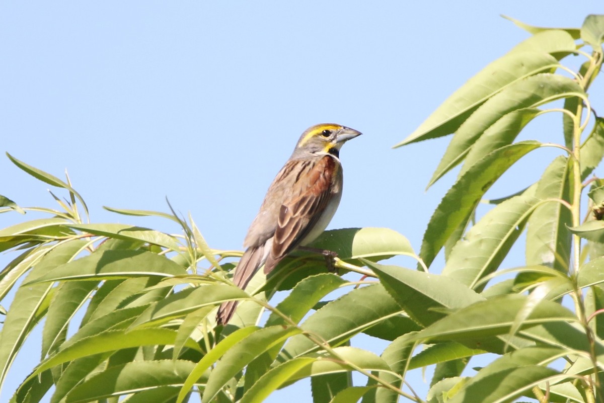 Dickcissel d'Amérique - ML620482499