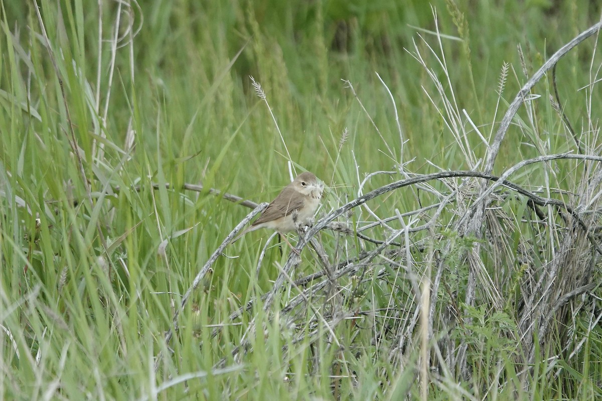 Booted Warbler - ML620482501