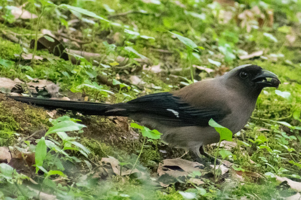 Gray Treepie - ML620482502