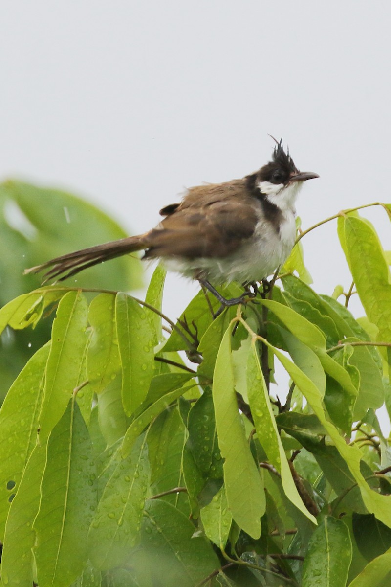 Red-whiskered Bulbul - ML620482505