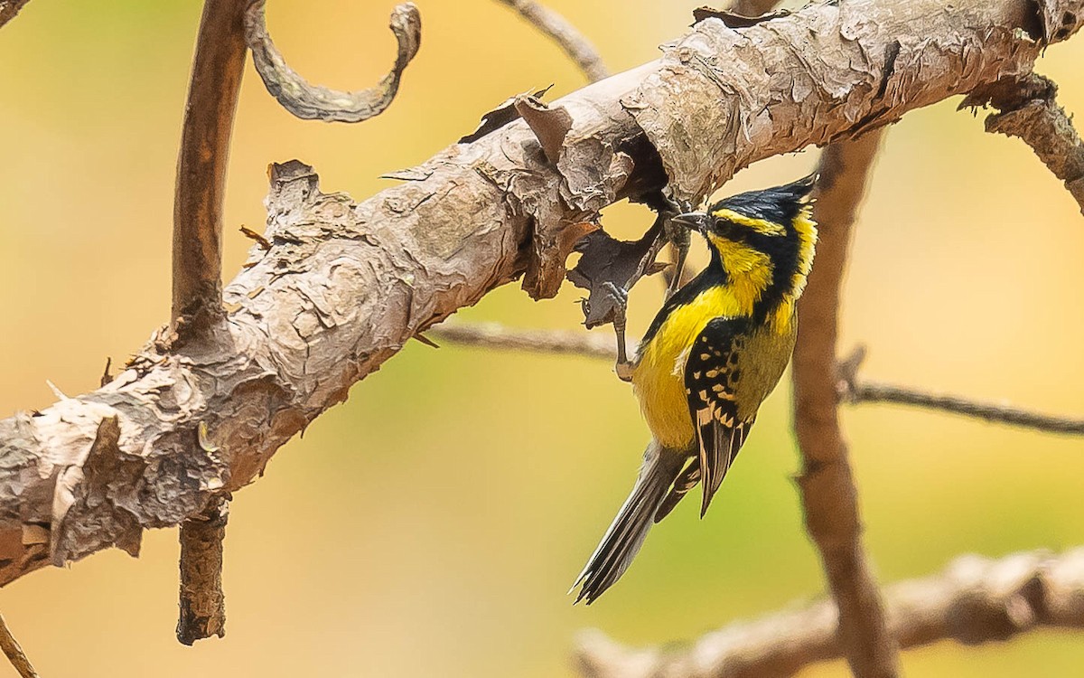 Mésange à joues jaunes - ML620482511