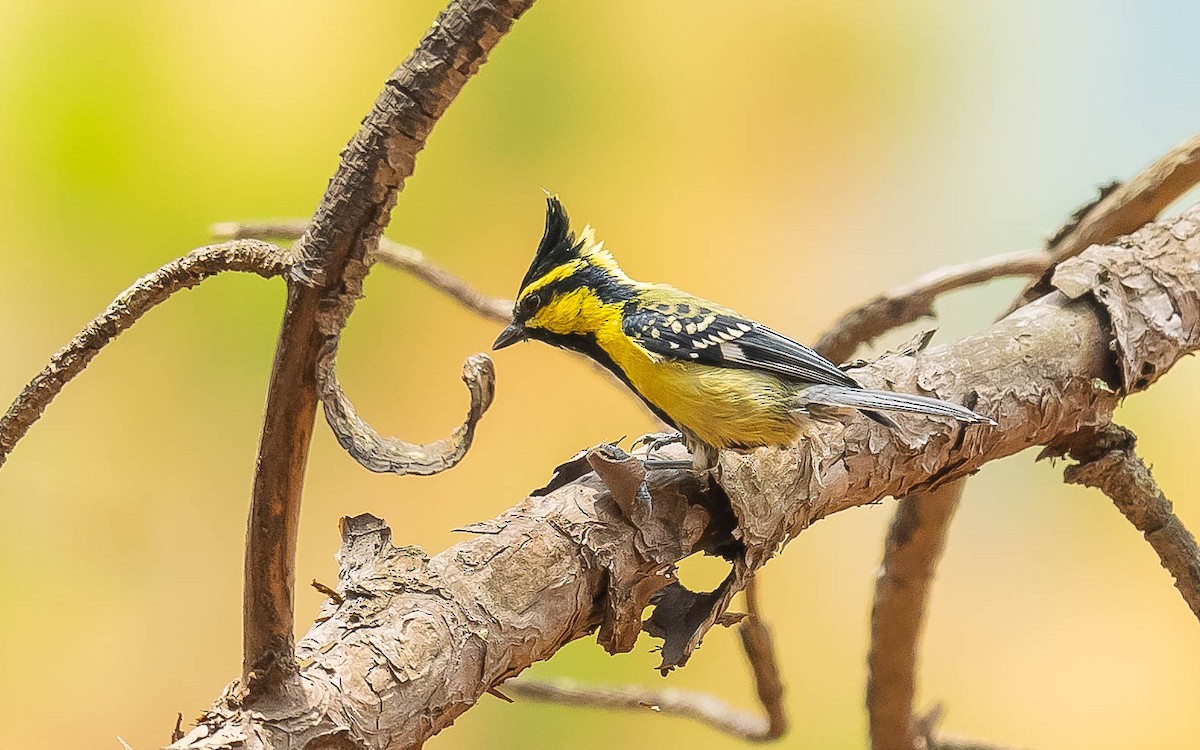 Himalayan Black-lored Tit - ML620482512