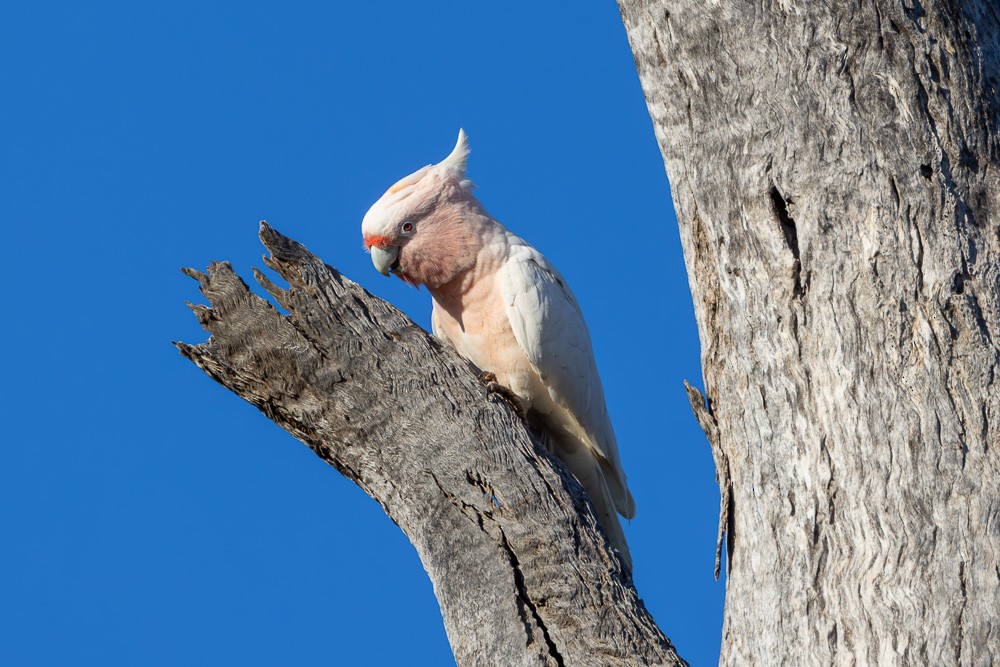 Pink Cockatoo - ML620482516