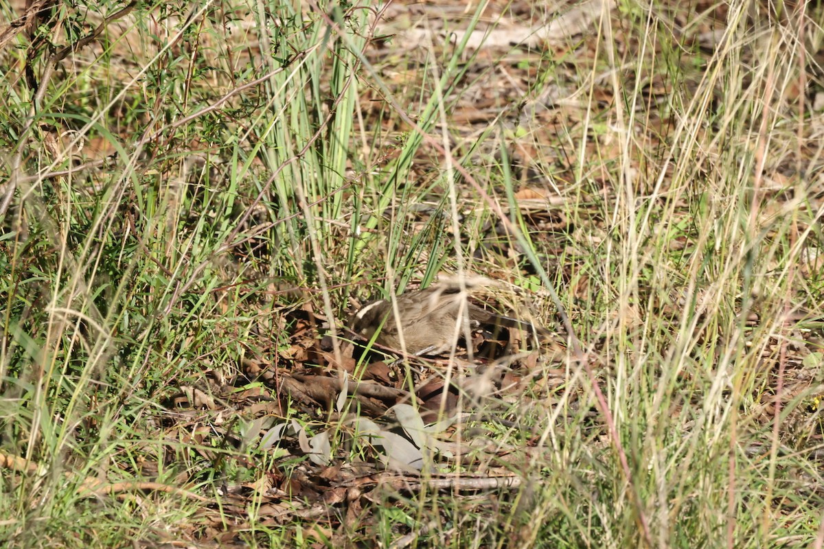 White-browed Babbler - ML620482523