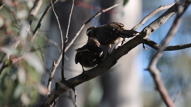 White-browed Babbler - ML620482525