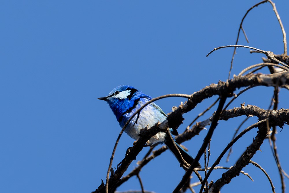 Splendid Fairywren - ML620482527