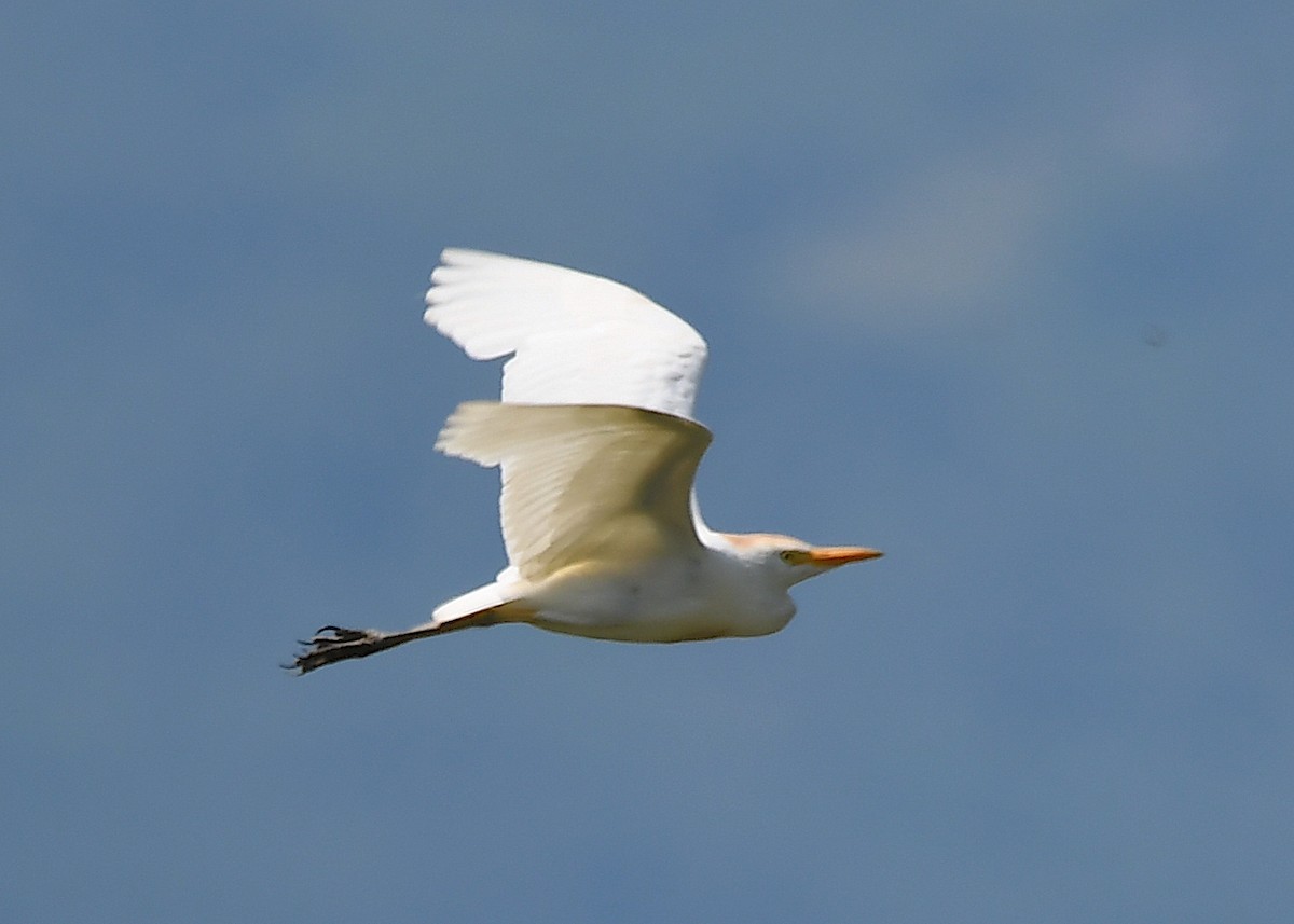 Western Cattle Egret - ML620482533