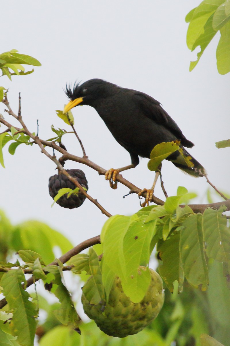 Great Myna - Paul Anderson