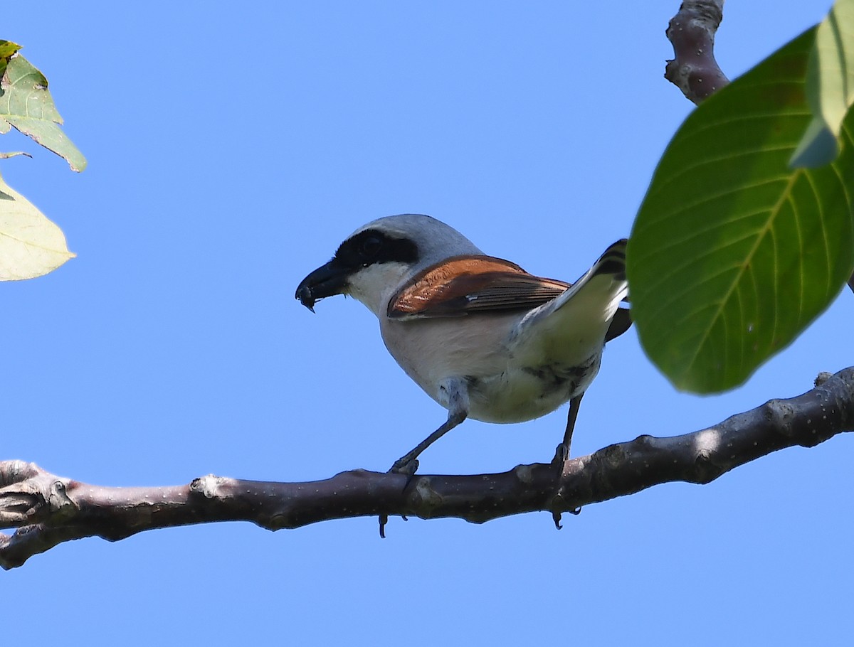 Red-backed Shrike - ML620482542