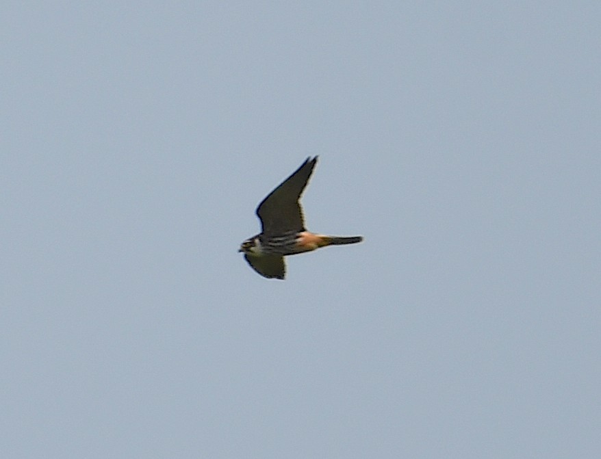 Eurasian Hobby - ML620482544