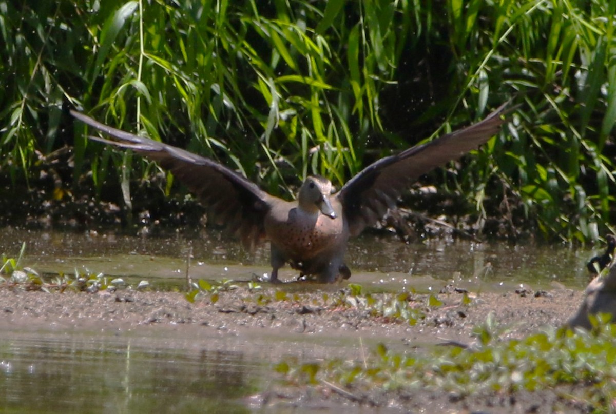 Ringed Teal - ML620482546