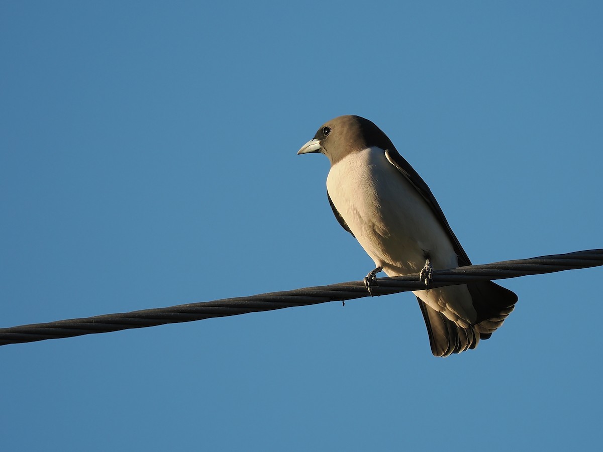 White-breasted Woodswallow - ML620482551