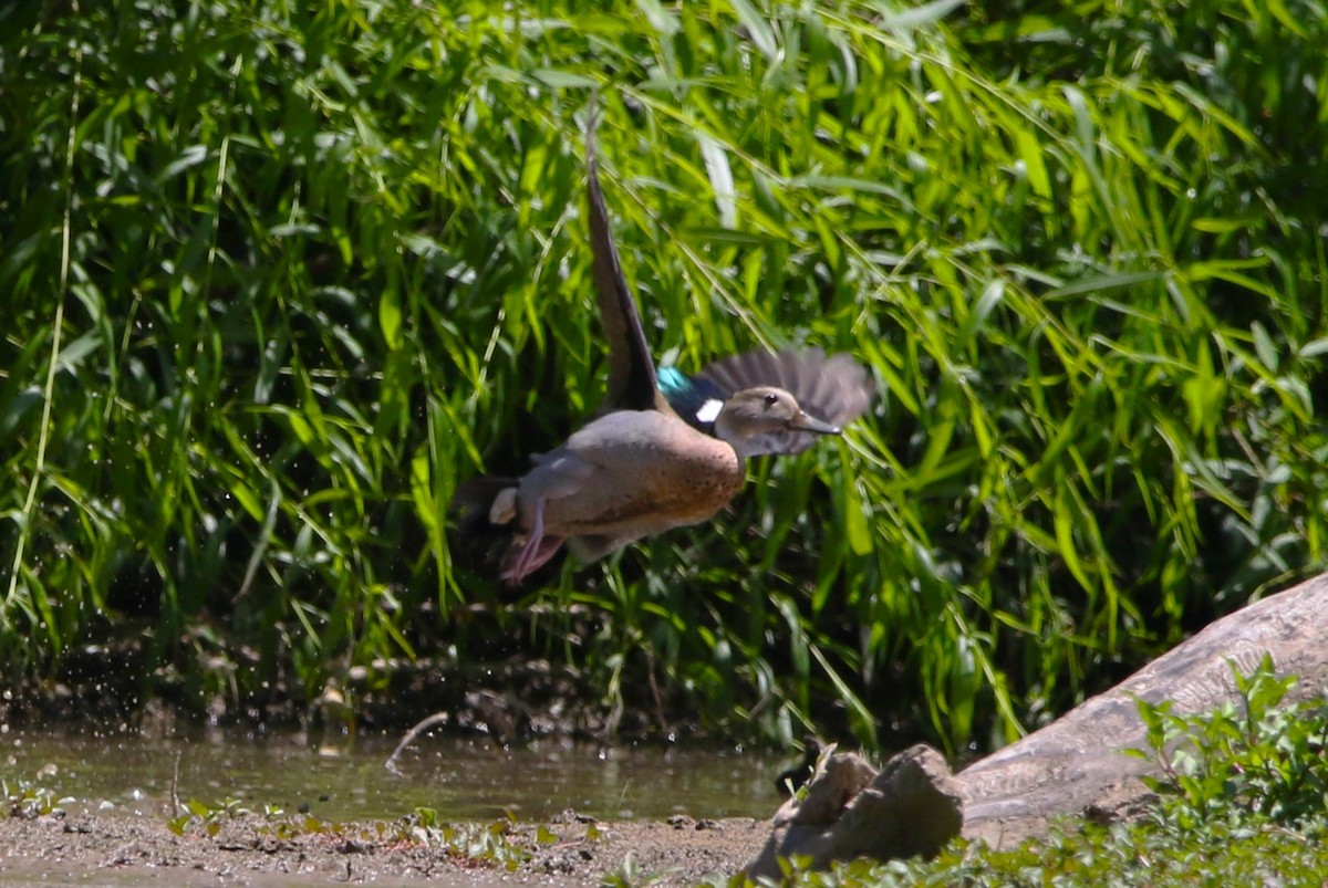 Ringed Teal - ML620482552