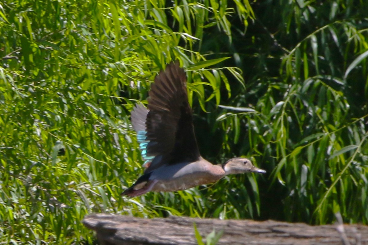 Ringed Teal - Daniel Lebbin