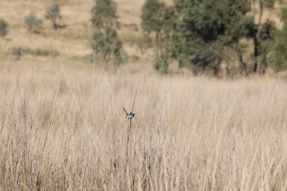 Superb Fairywren - ML620482560