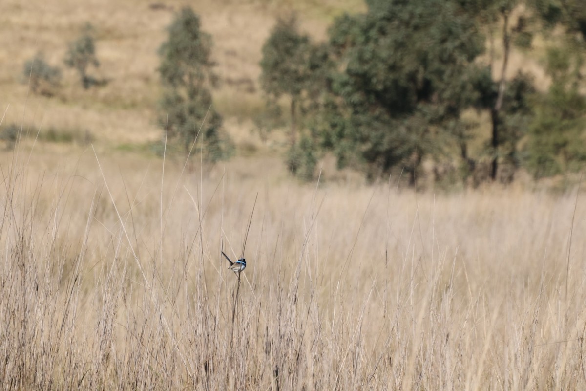 Superb Fairywren - ML620482561