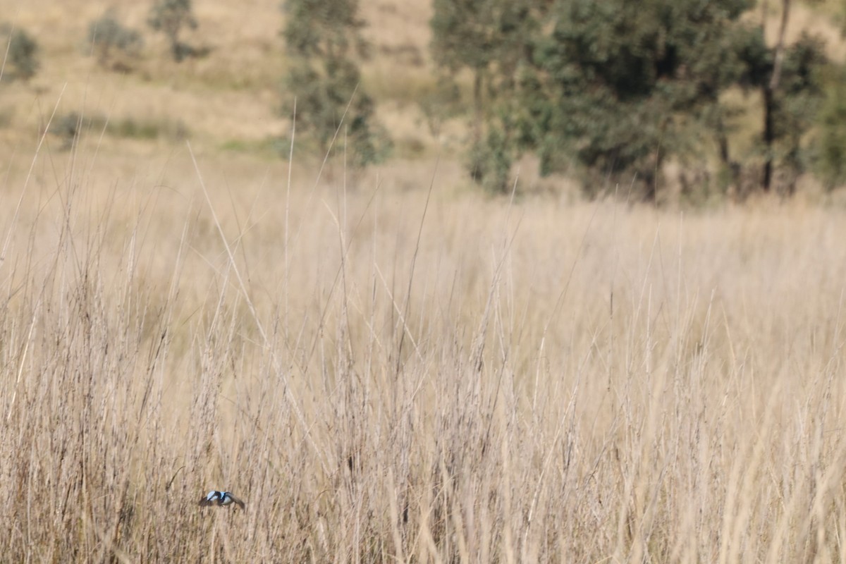 Superb Fairywren - ML620482562