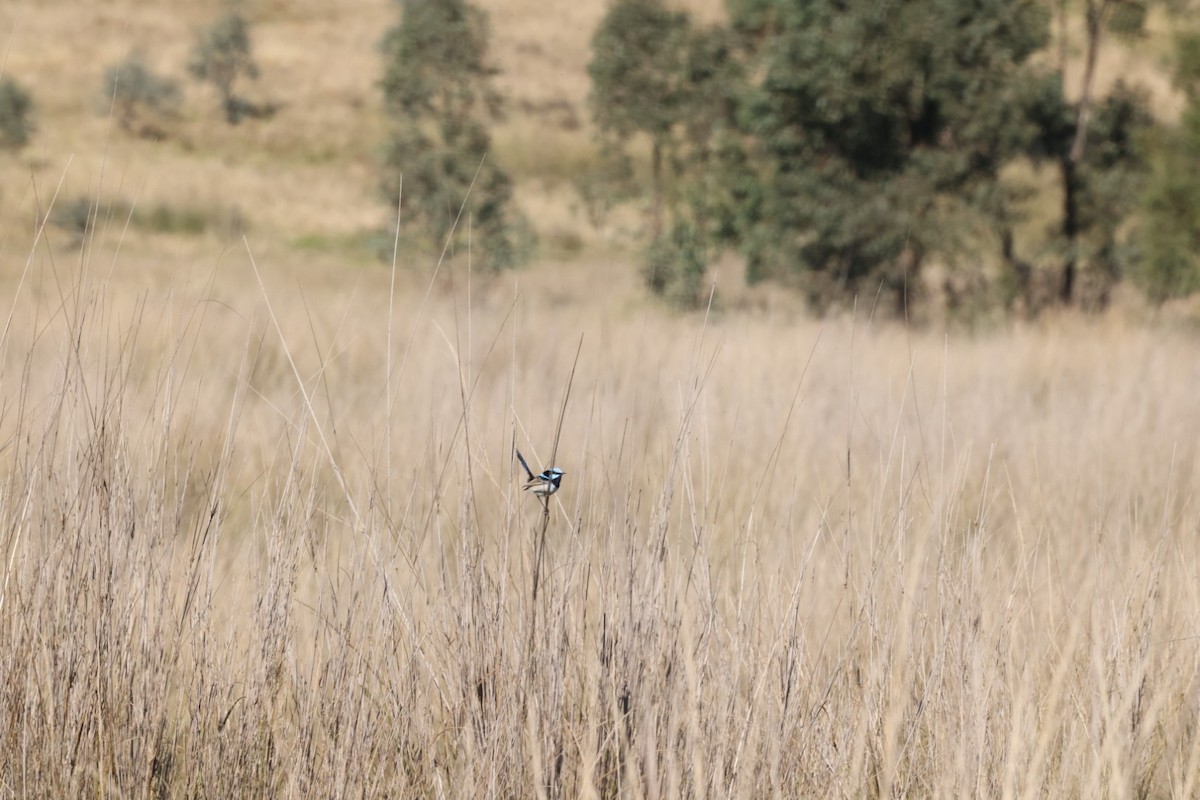 Superb Fairywren - Jaden Salett