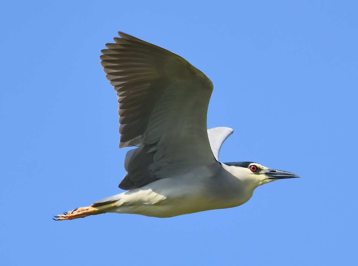 Black-crowned Night Heron - ML620482574