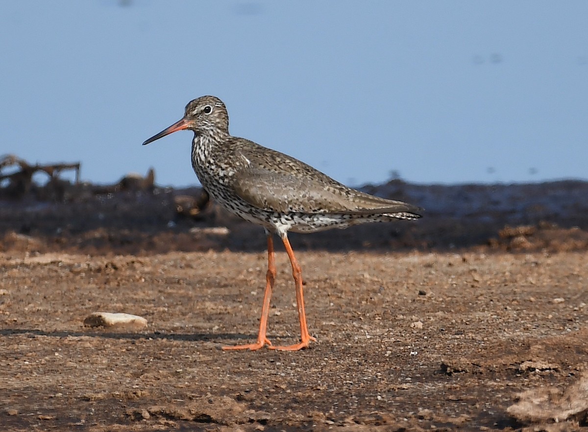 Common Redshank - ML620482577