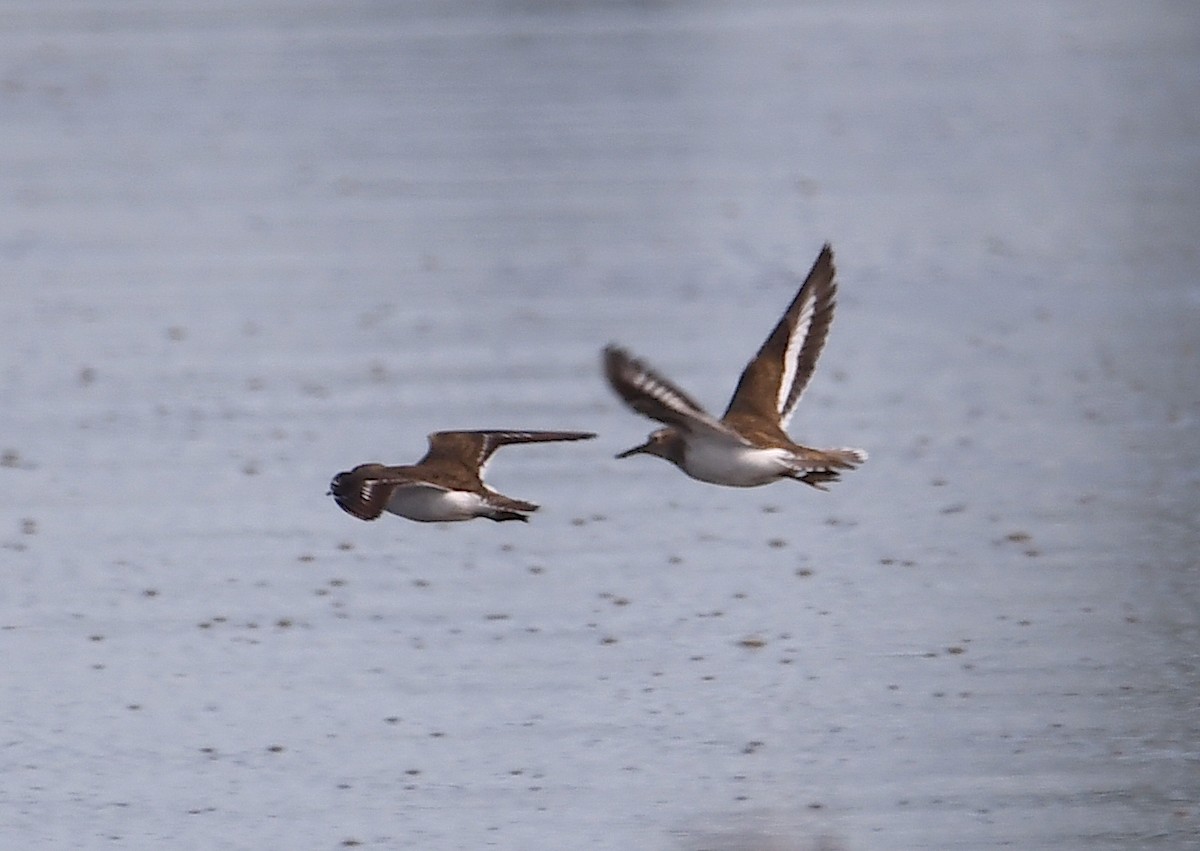 Common Sandpiper - ML620482579