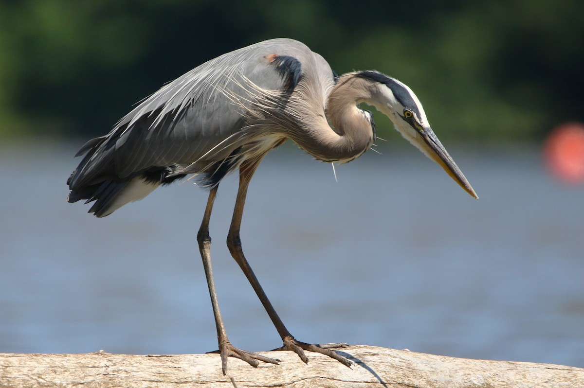 Great Blue Heron - ML620482580