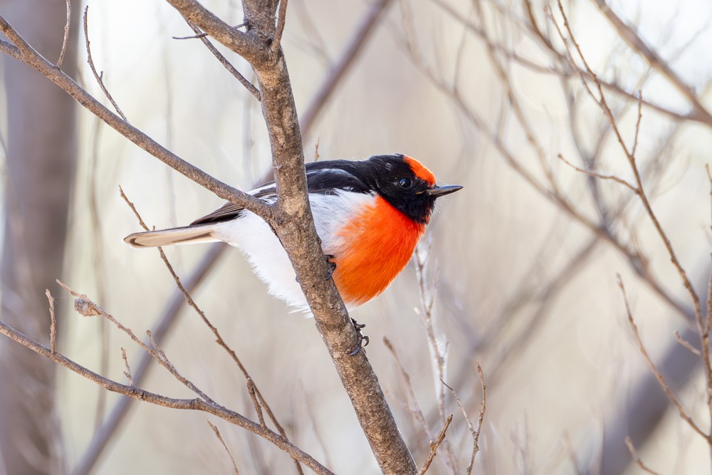 Red-capped Robin - ML620482584