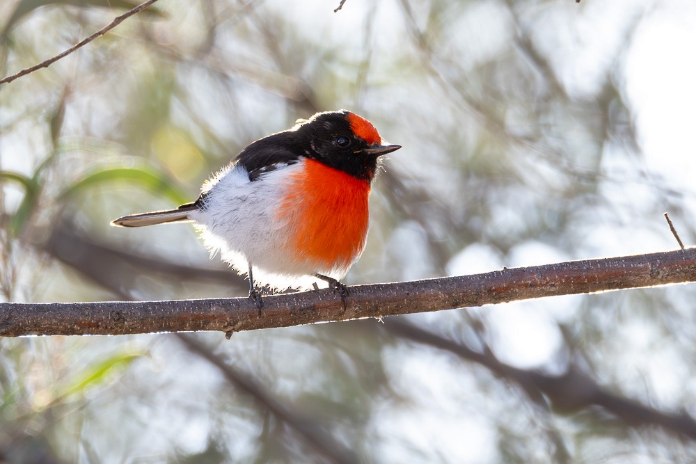 Red-capped Robin - ML620482585