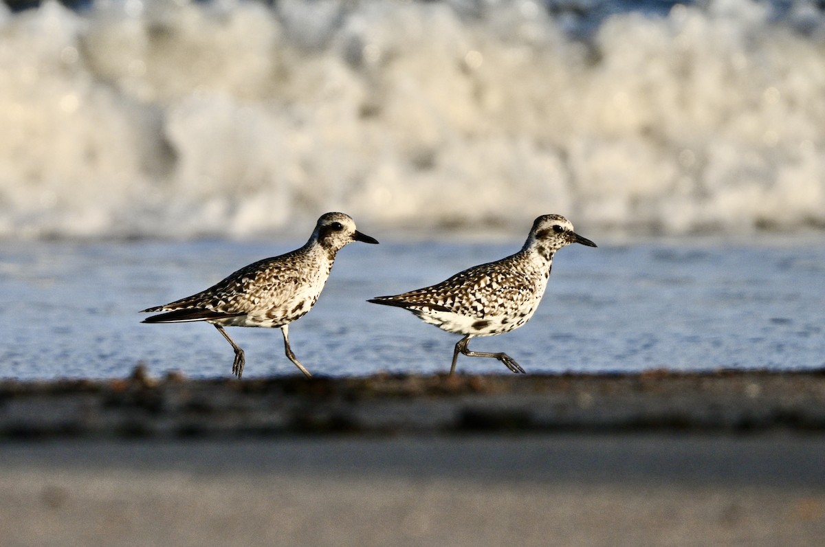 Black-bellied Plover - ML620482590