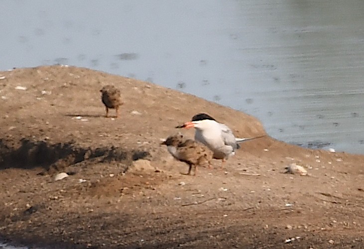 Common Tern - ML620482596