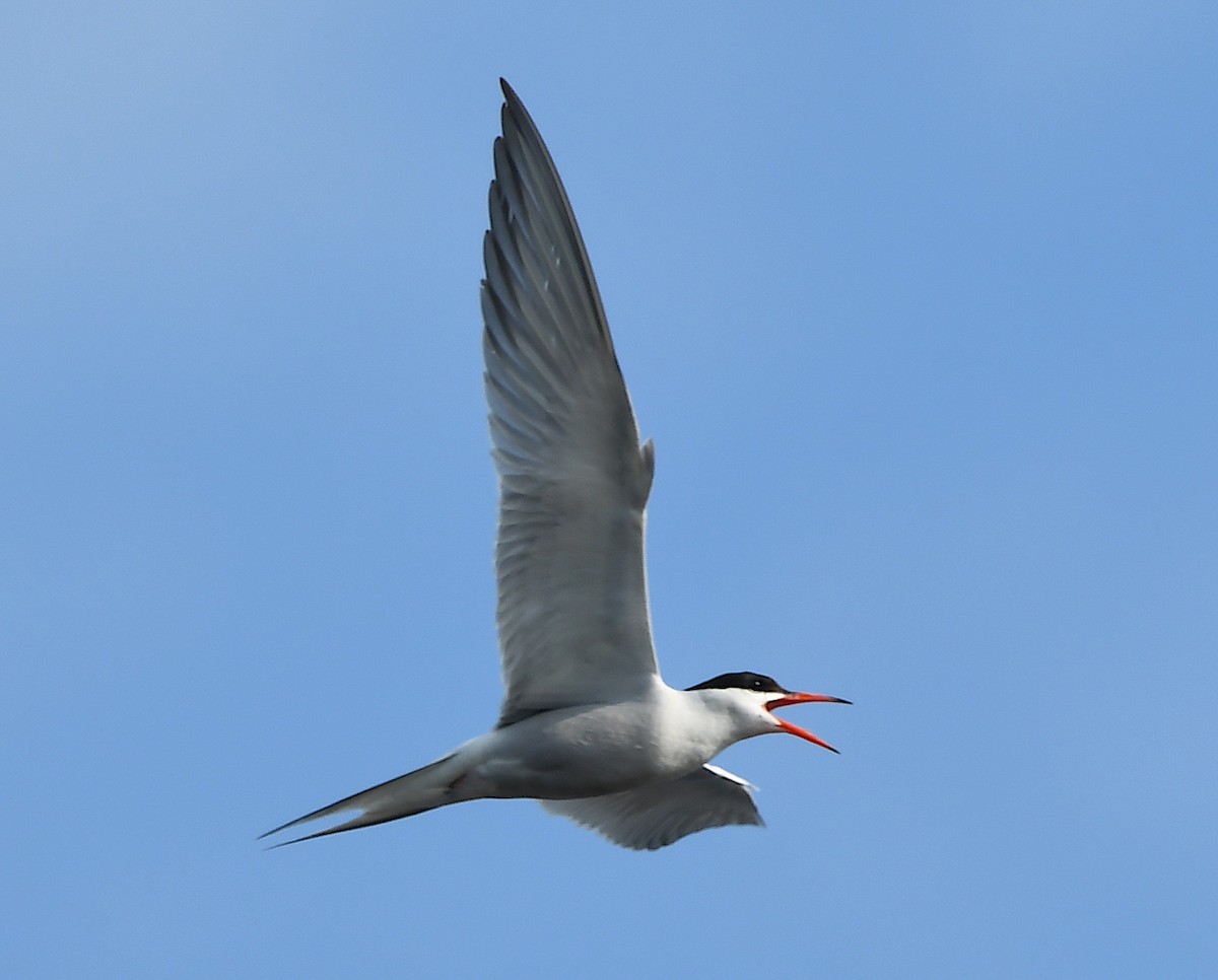 Common Tern - ML620482597