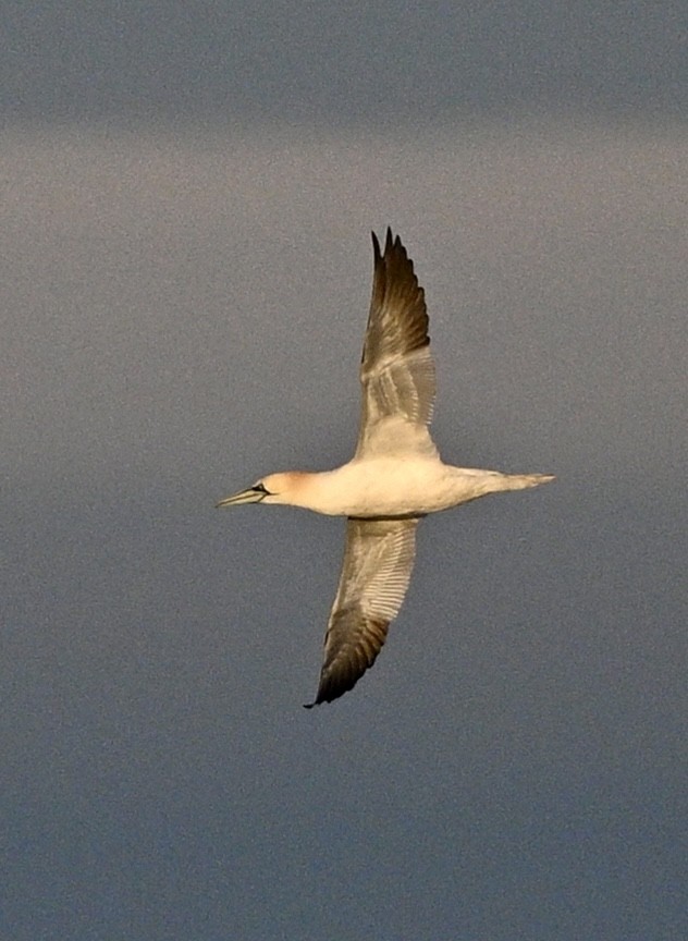 Northern Gannet - ML620482598