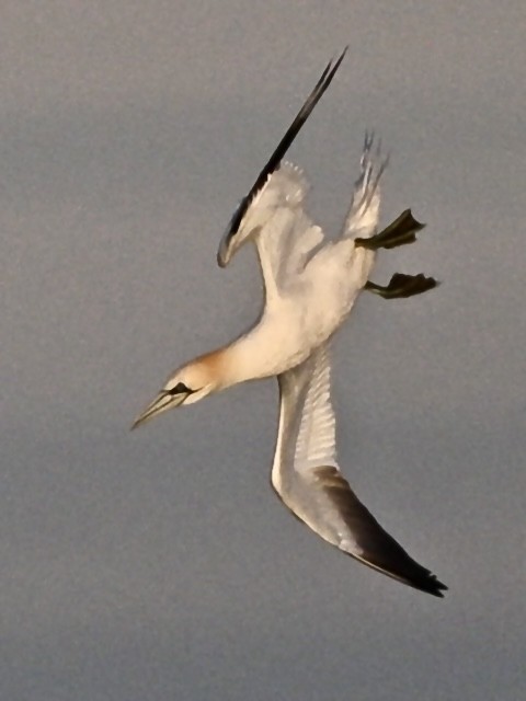 Northern Gannet - ML620482599