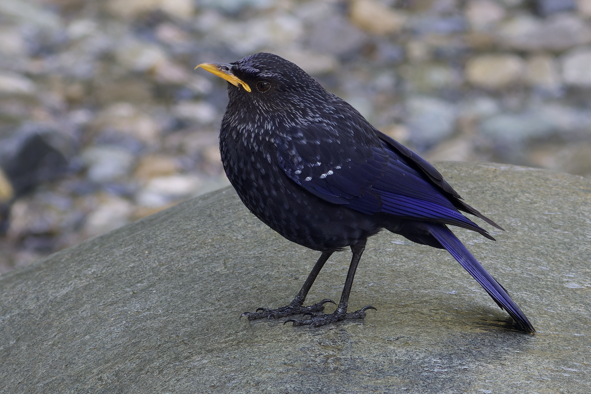 Blue Whistling-Thrush - ML620482600